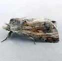 Dasylophia saturata - Hodges#7957.2 - photo 5