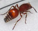 Dasymutilla archboldi - photo 2