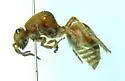 Dasymutilla asopus