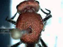Dasymutilla asopus - photo 3
