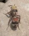 Dasymutilla asteria