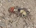 Dasymutilla asteria - photo 2