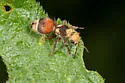 Dasymutilla asteria - photo 4