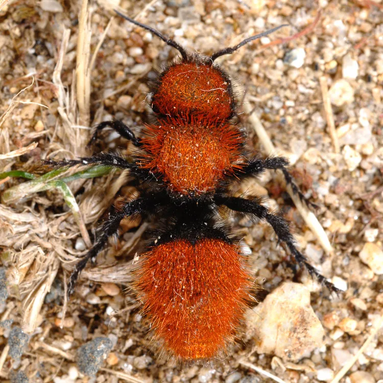 Pacific Velvet Ant - photo 2