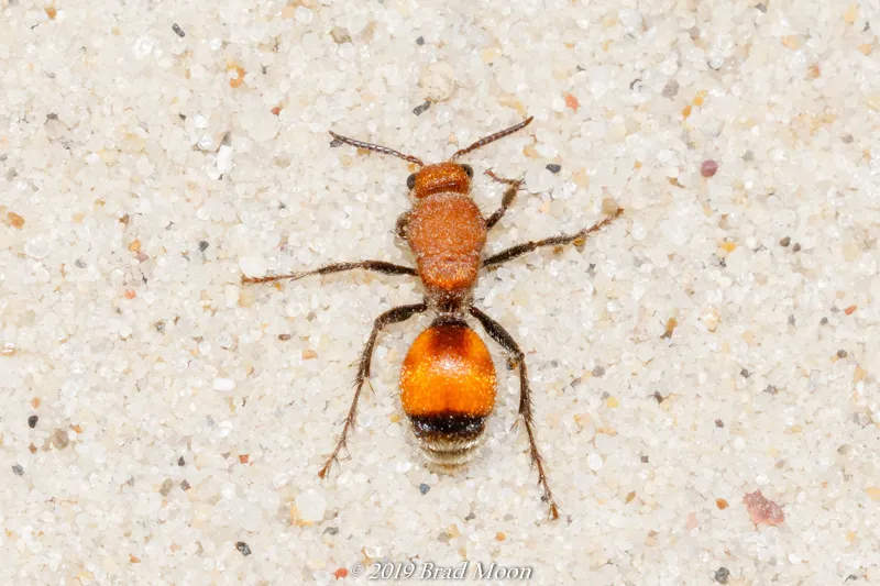Dasymutilla bioculata