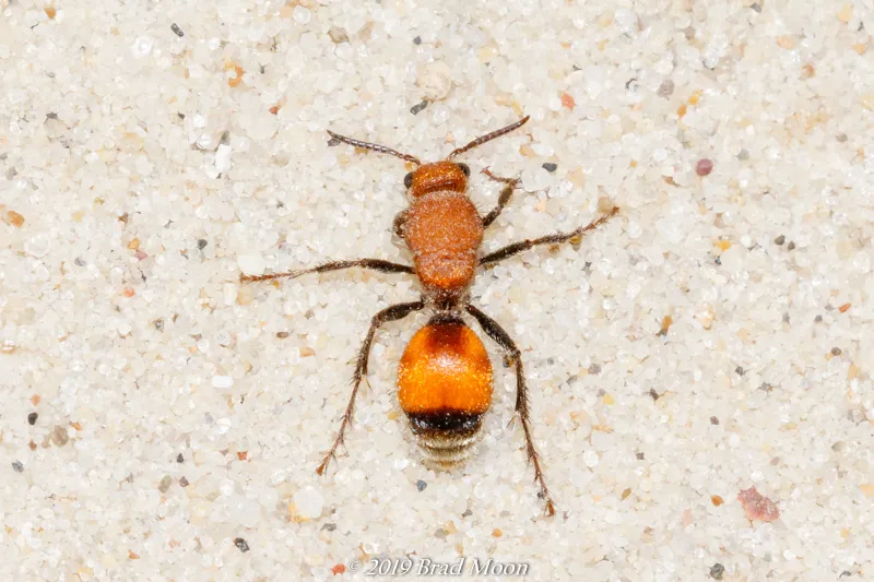 Dasymutilla bioculata - photo 2