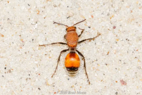 Dasymutilla bioculata - photo 3