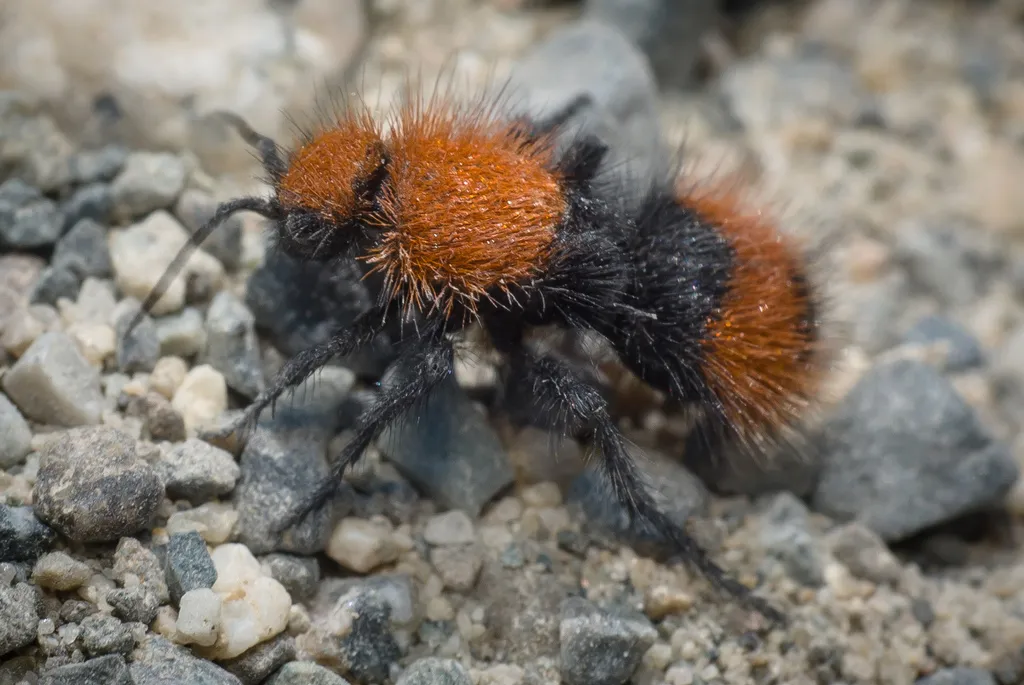 Dasymutilla californica - photo 3