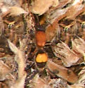 Dasymutilla campanula - photo 2