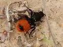 Dasymutilla clotho - photo 2