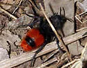 Dasymutilla clotho - photo 4