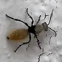 Dasymutilla connectens - photo 2