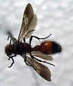 Dasymutilla creon - Dasymutilla creon