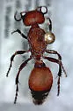 Dasymutilla creon - photo 2