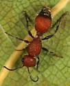 Dasymutilla creon - photo 3
