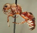 Dasymutilla dilucida - Dasymutilla dilucida