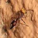 Dasymutilla dilucida - photo 5