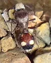 Dasymutilla fasciventris