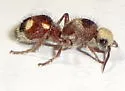 Dasymutilla fasciventris - photo 3