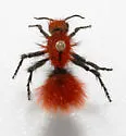 Dasymutilla flammifera