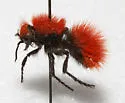 Dasymutilla flammifera - photo 2