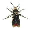 Dasymutilla foxi - photo 2