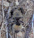 Dasymutilla foxi - photo 3