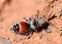 Dasymutilla foxi - photo 4