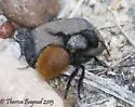 Dasymutilla gorgon - photo 4