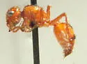 Dasymutilla heliophila
