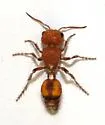Dasymutilla heliophila - photo 2