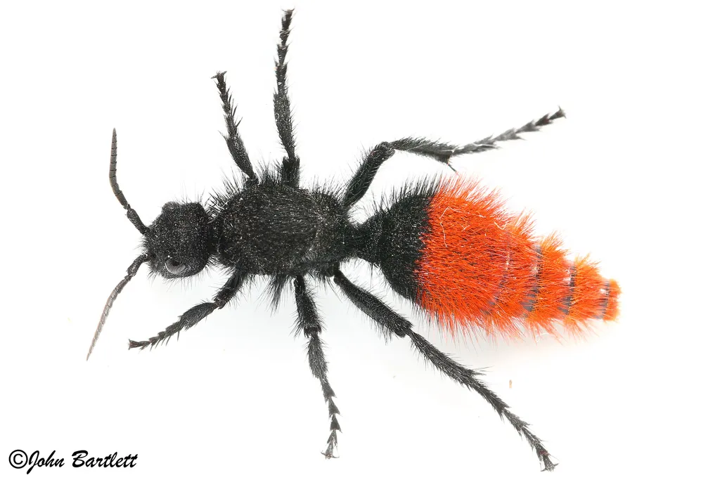 Klug's Velvet Ant - photo 3