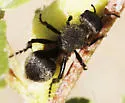 Dasymutilla leda - photo 2