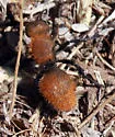Dasymutilla leda - photo 3