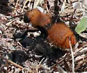 Dasymutilla leda - photo 5