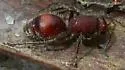 Dasymutilla macilenta - Dasymutilla macilenta