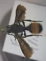 Dasymutilla macra - Dasymutilla macra