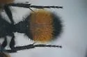 Dasymutilla macra - photo 2