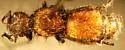 Dasymutilla montivagoides