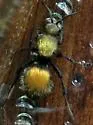 Dasymutilla montivagoides - photo 2