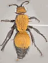 Dasymutilla montivagoides - photo 3