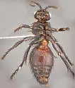 Dasymutilla montivagoides - photo 4