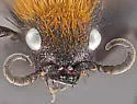 Dasymutilla montivagoides - photo 5