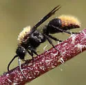 Dasymutilla myrice