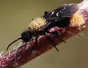 Dasymutilla myrice - photo 2