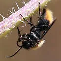 Dasymutilla myrice - photo 4
