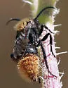 Dasymutilla myrice - photo 5