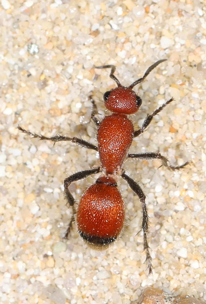 Dasymutilla nigripes - Dasymutilla nigripes