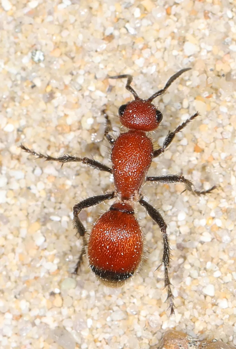 Dasymutilla nigripes - photo 2