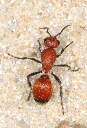 Dasymutilla nigripes - photo 3